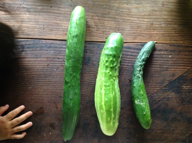 きゅうり