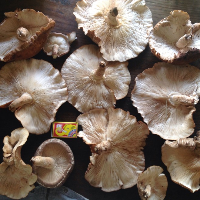 おばけしいたけ