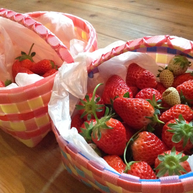 いちご狩り@小国町