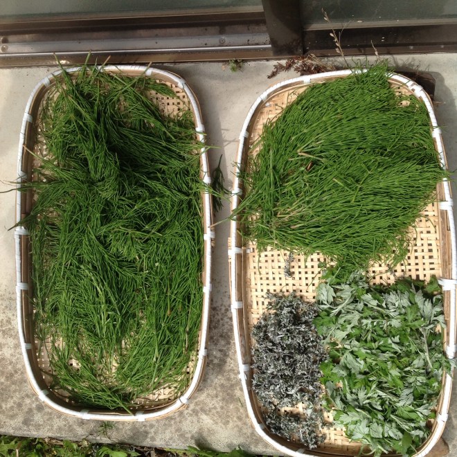 スギーナヨモギーナ