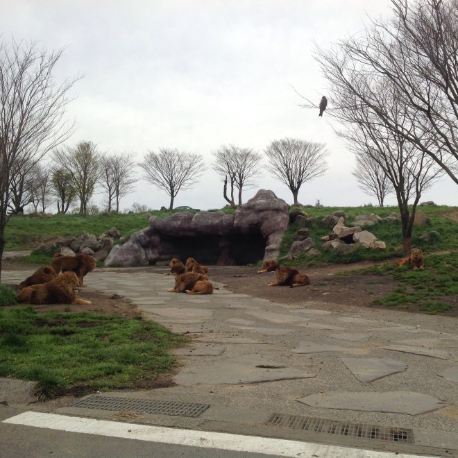 のっぺりライオン