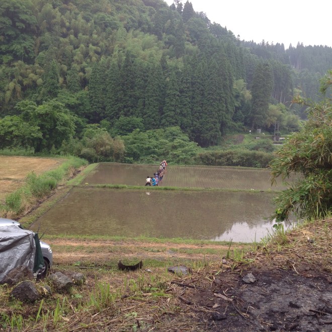 田植え