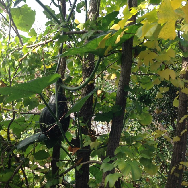 木になるかぼちゃん