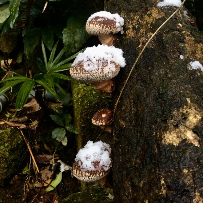 椎茸雪トッピング