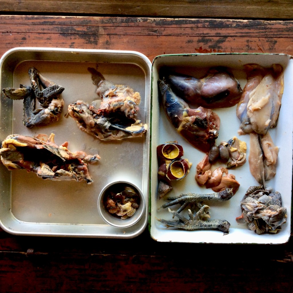 烏骨鶏を絞めた２回目