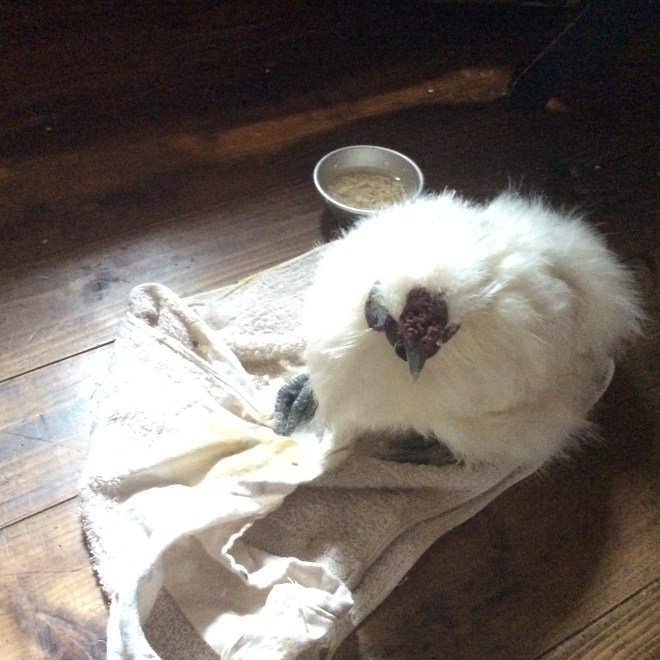 あおさくん/養生2020