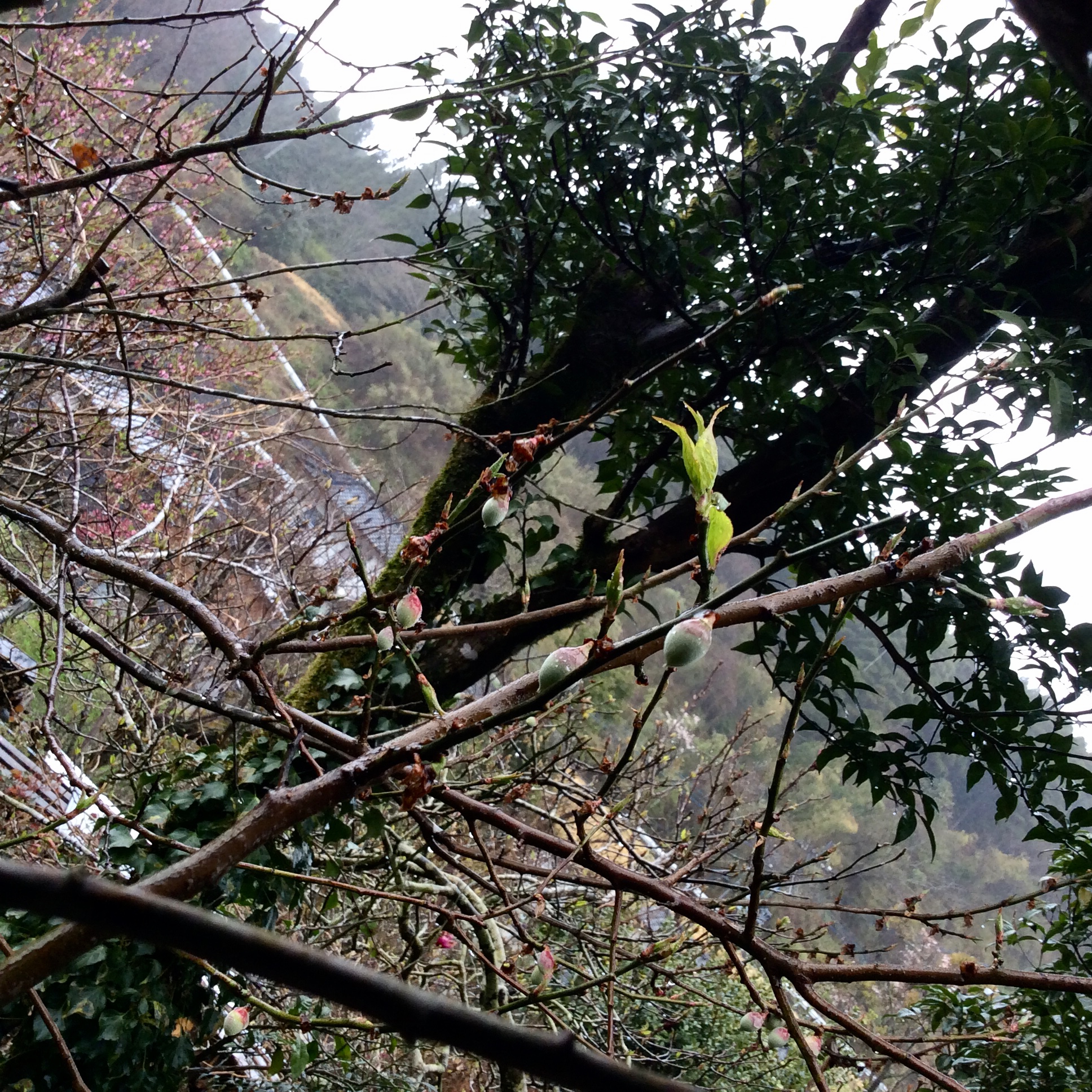 梅ぷっくり\2020