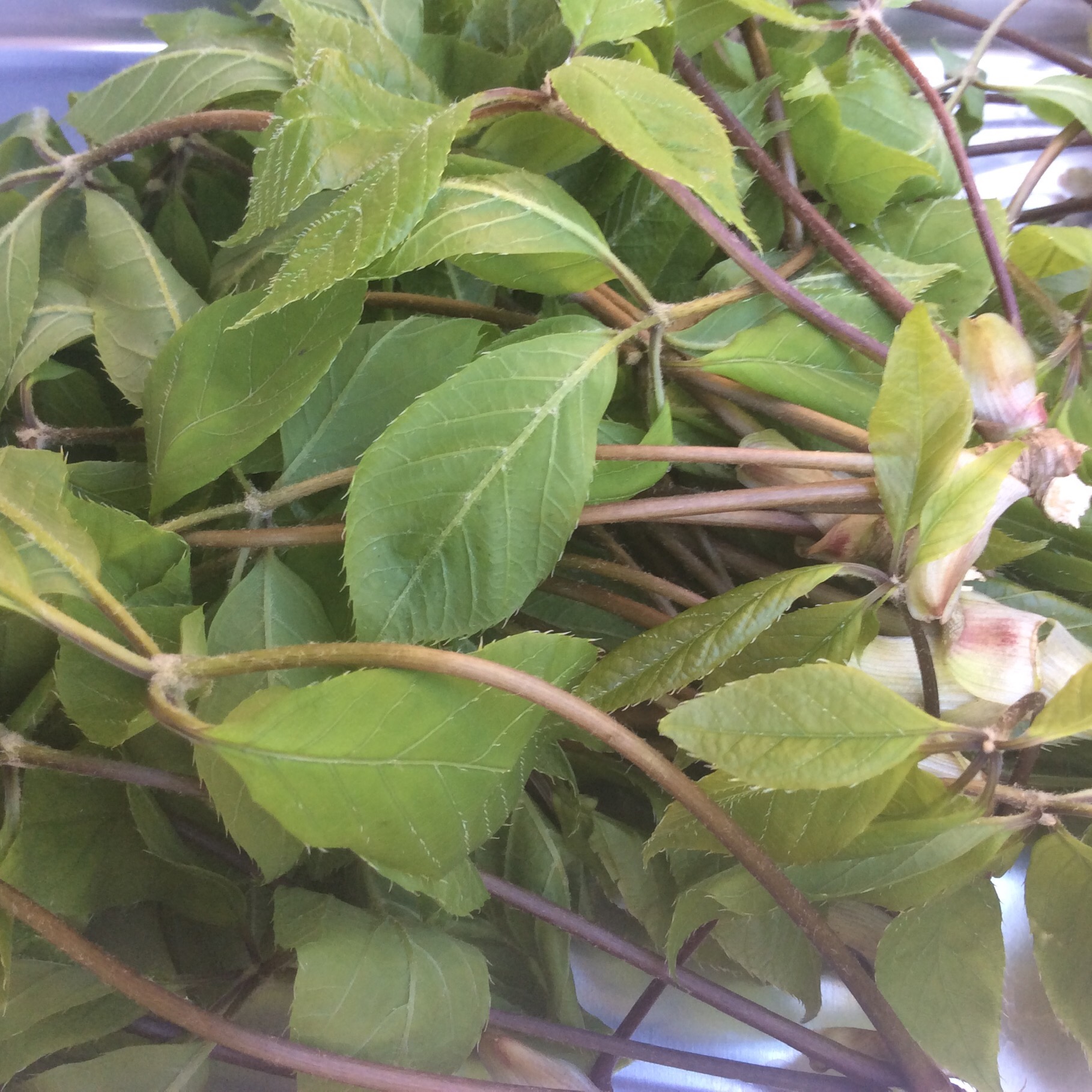 こしあぶらを去年に続きエイジさんから