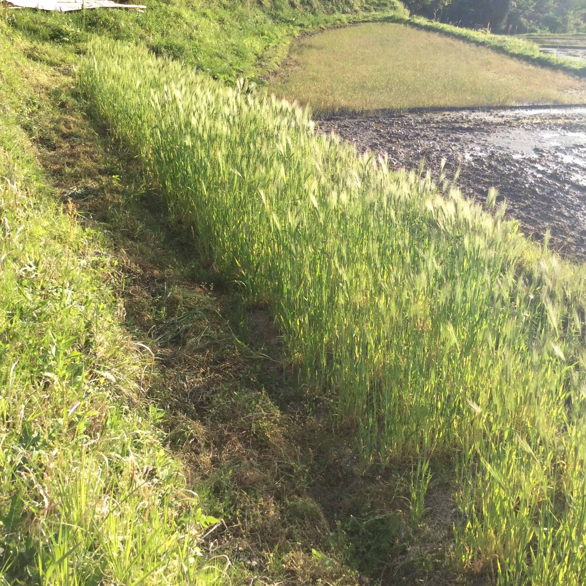 モチハダカ大麦
