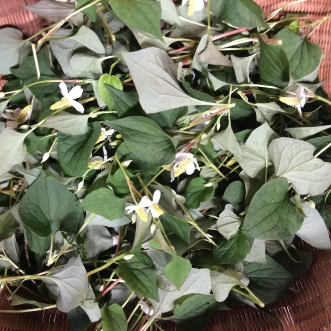 どくだみ6/3/2020