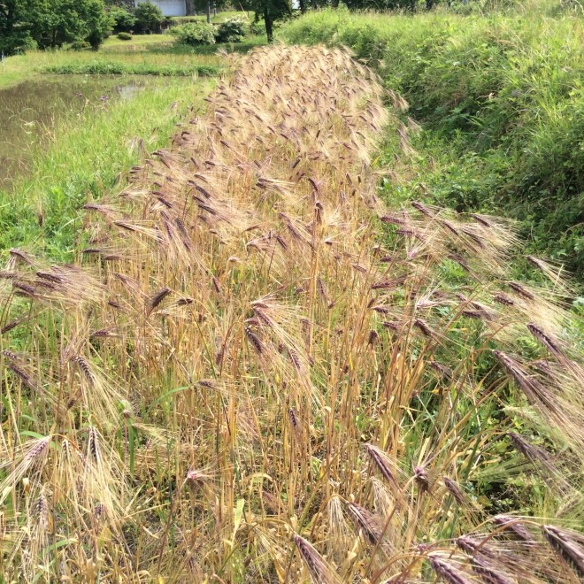 もち大麦6/4/2020