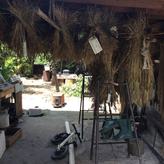 もち大麦 農林61 ミナミの香り｜2020