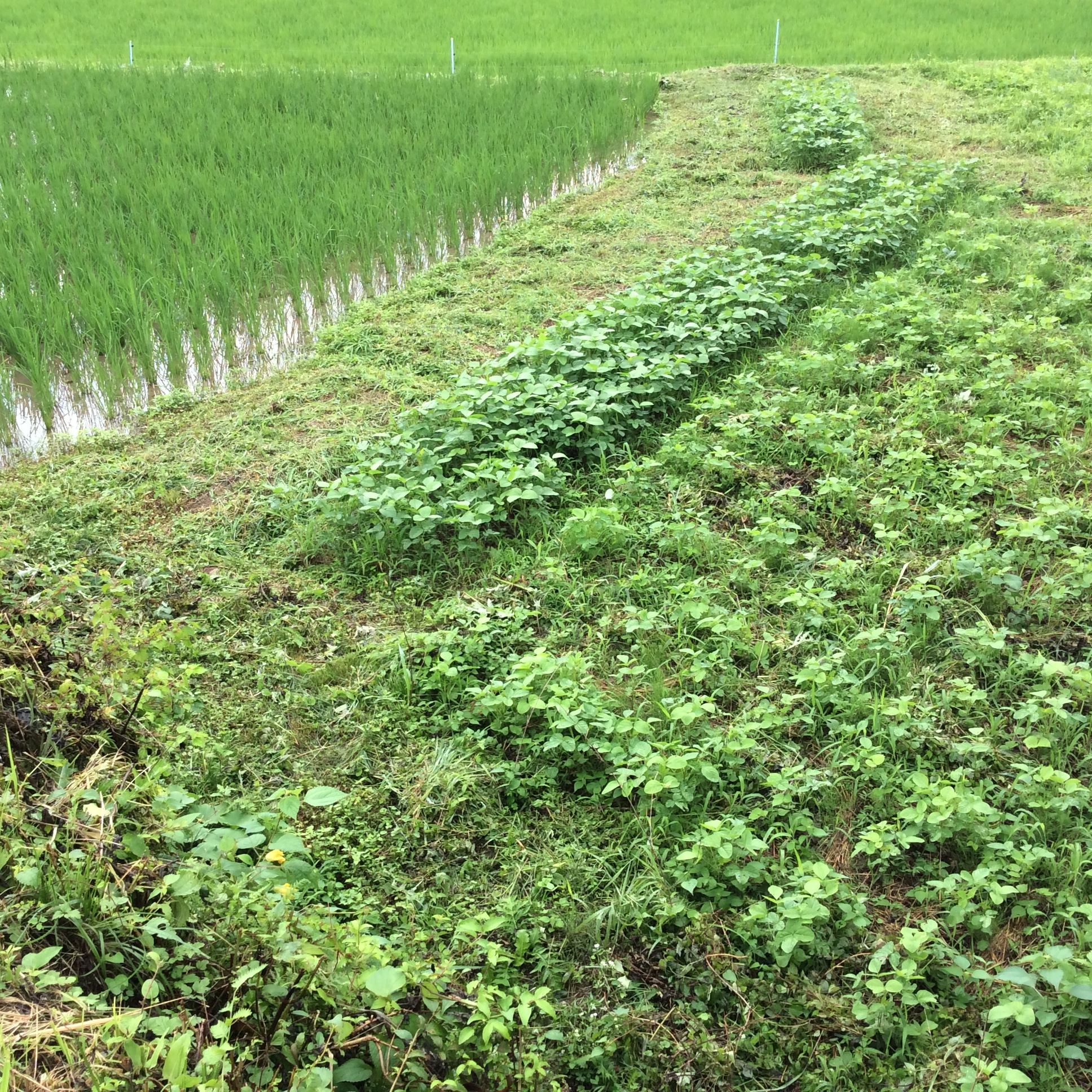 34DA00D5-5FAF-4DEF-97A5-339F1FE58DFA