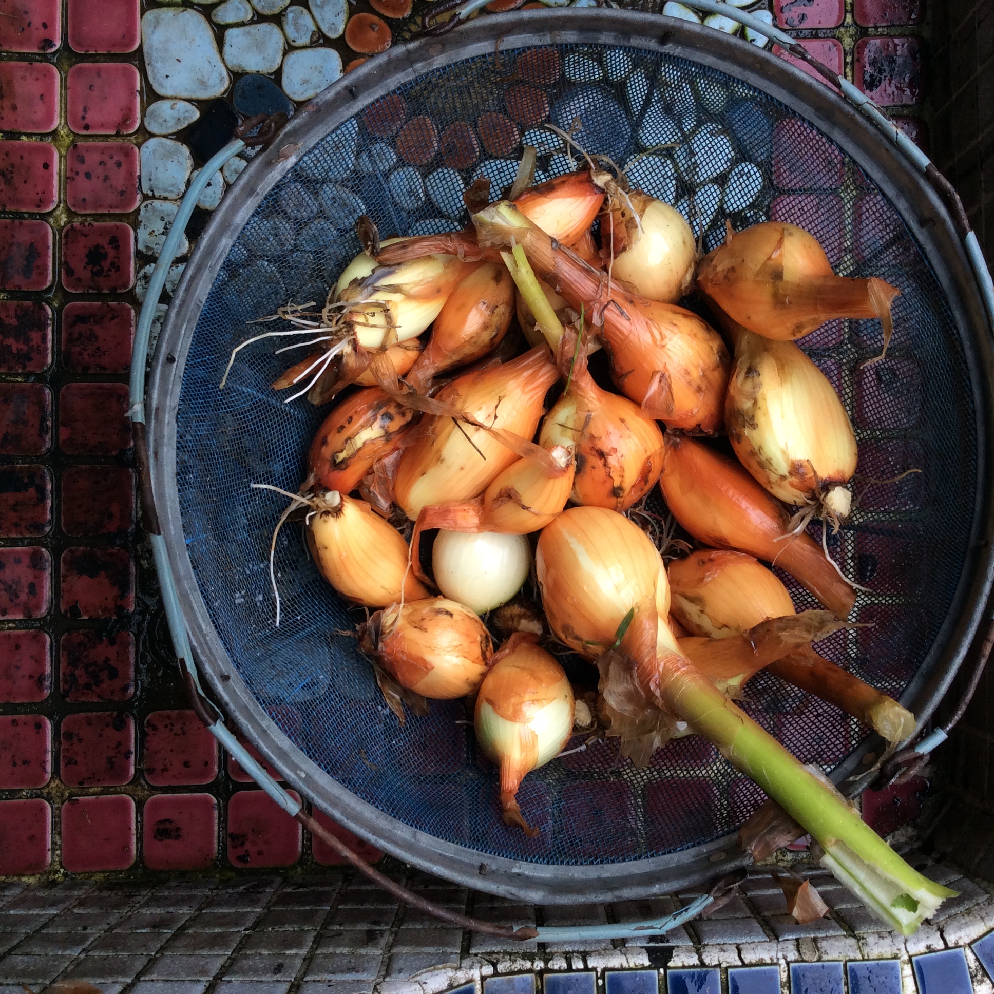 分球たまねぎ2020