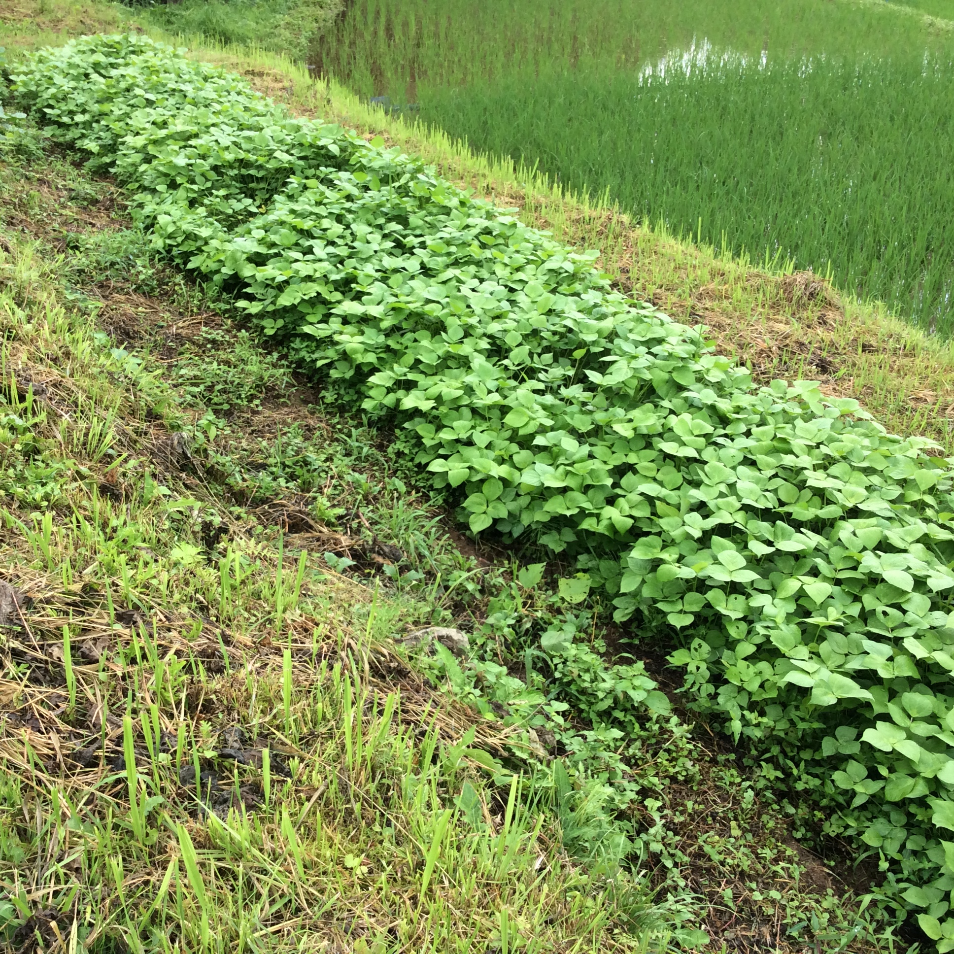 D7109505-51D0-40C8-A6D9-2E8A16D8E3E2